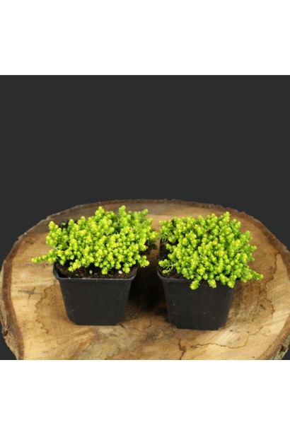 Седум Йеллоу Квин саженец Р9 